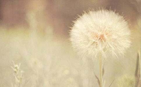 【推荐】蒲公英小学作文汇编9篇