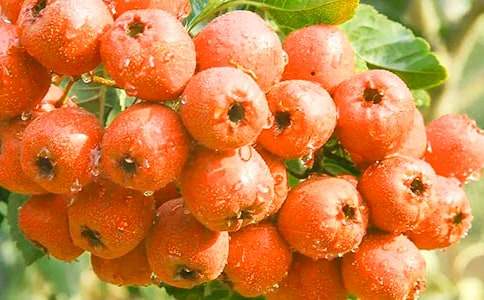 ��ɽ���֮�����ۺ��