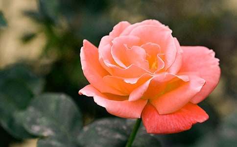 ʵ�õ��¼������꼶���ĺϼ�9ƪ